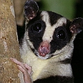 Striped Possum up close<br />Canon EOS 6D + EF400 F5.6L + SPEEDLITE 580EXII + Better Beamer